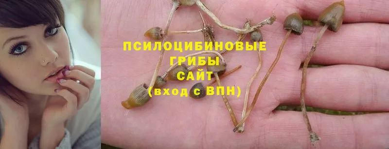 omg зеркало  Борзя  Галлюциногенные грибы MAGIC MUSHROOMS  цена  